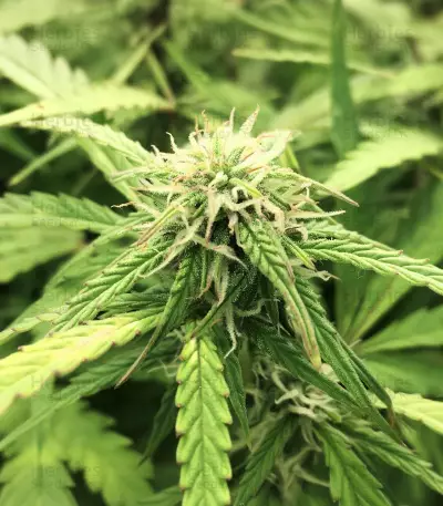 Graines de cannabis Greengo Bio Haze (Kera Seeds)