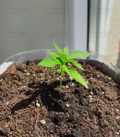 Kalimist (Herbies Seeds)