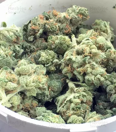 Nebula II CBD (Paradise Seeds)