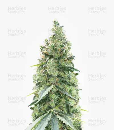 Graines de cannabis Northern Light (Kera Seeds)