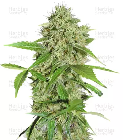Northern Lights Auto feminized seeds (Green House Seeds)