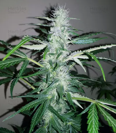 Pounder Seeds