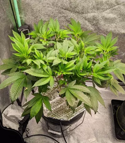 Graines féminisées de Sour Diesel (Barney's Farm)