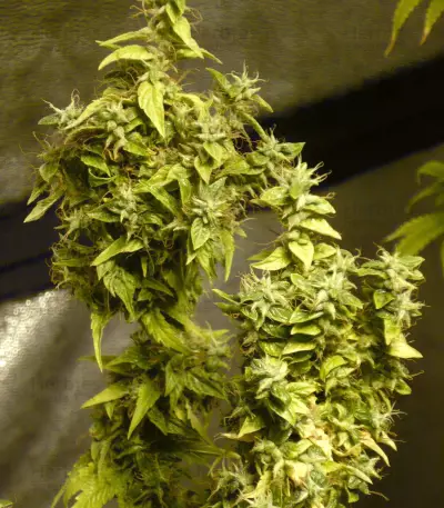 Afghan regular seeds (Spliff Seeds)