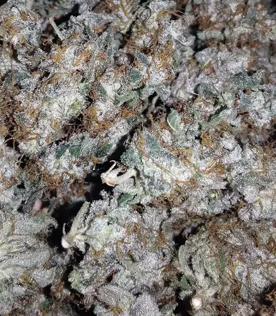 Alien Gorilla feminized seeds (Original Sensible Seeds)