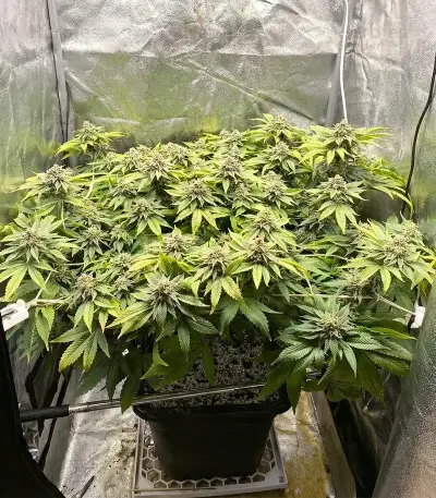 Alienz Seeds
