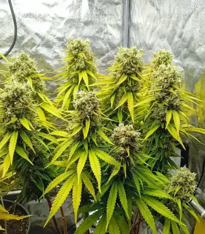 Amnesia Haze Seeds (Royal Queen Seeds)