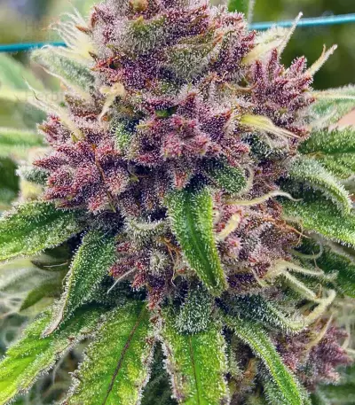 Black Cherry Punch Seeds