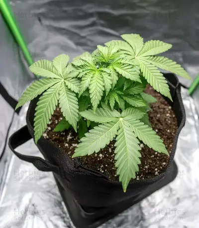 Blue Dream Seeds