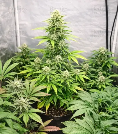 Blue Haze x Gelato 41 Auto Seeds