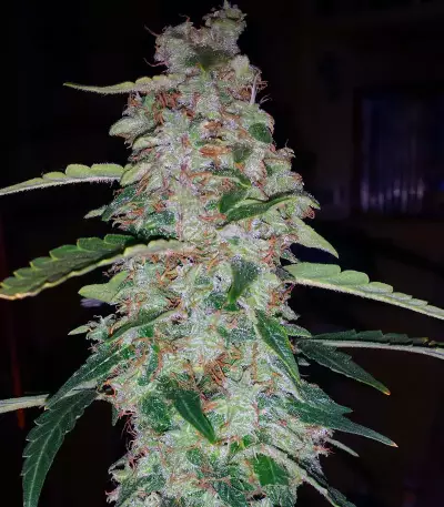 Blueberry Glue Auto (Glueberry Auto) Seeds