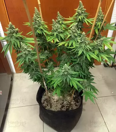 Bruce Banner #3 semi femminizzati (Blimburn Seeds)