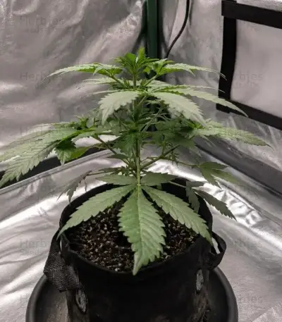 Do-Si-Dos Auto Seeds (Royal Queen Seeds)