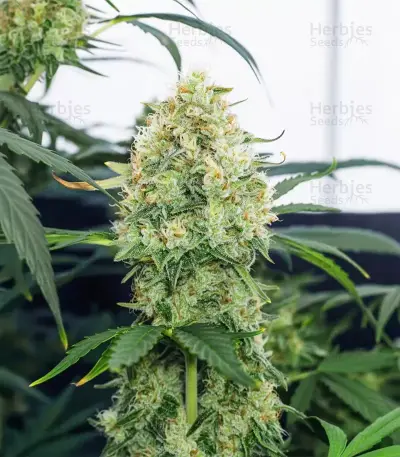 Dos Si Dos Auto Seeds