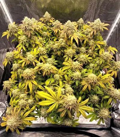 Double Cream feminized seeds
