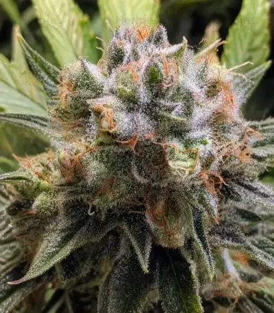 Frosted Guava Seeds (Original Sensible Seeds)