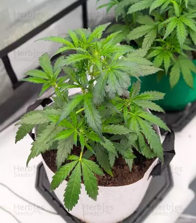 Fugue State Auto Seeds