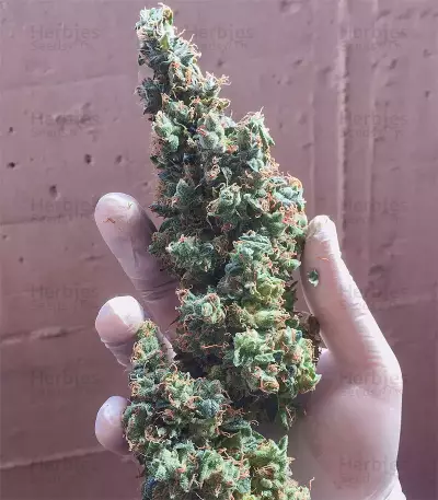 Semi Femminizzati Gelato Auto (Fast Buds)