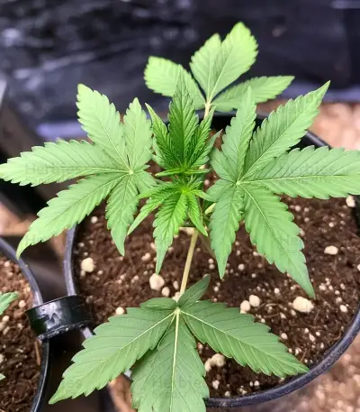 Granddaddy Purple Seeds