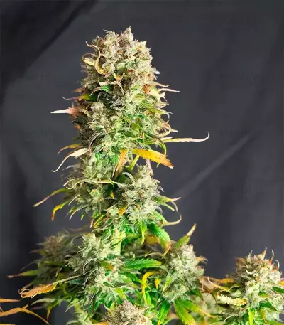 Hindu Kush Autoflower (Herbies Seeds)