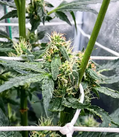 Kyle’s Skywalker OG Seeds