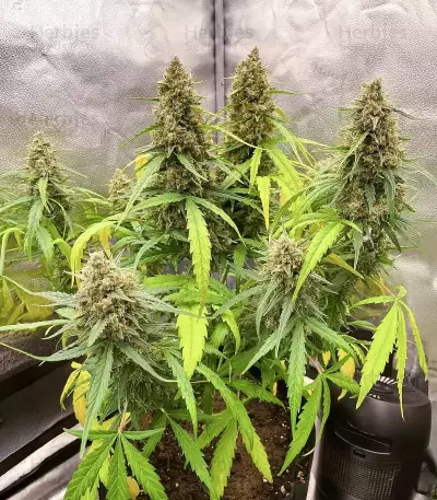 Lemon Cherry Gelato Auto R3 (Ethos Genetics)