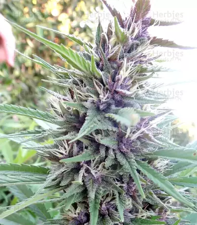 Graines de cannabis Malawi x PCK Regular (Ace Seeds)