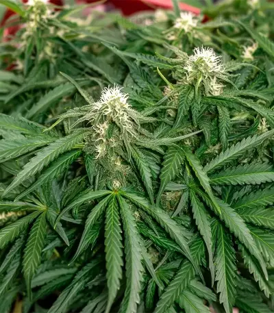 Mango Bubble Cloud Seeds