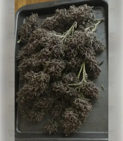 Mimosa Seeds