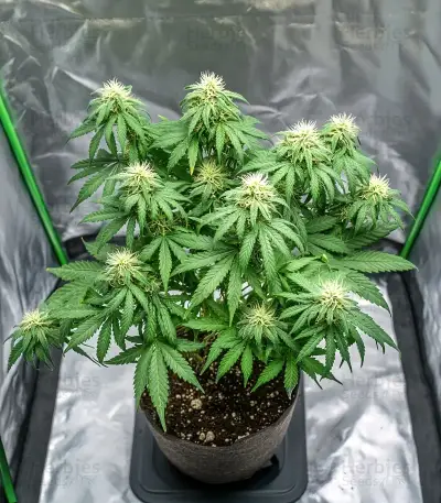 Orange Sherbet FF Seeds
