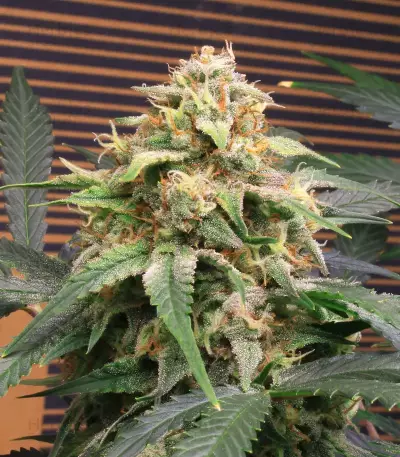 Original Big Bud Seeds