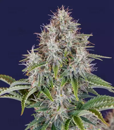 Original Cinderella Auto feminized seeds