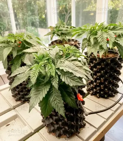 Pure Power Plant Automatic Seeds