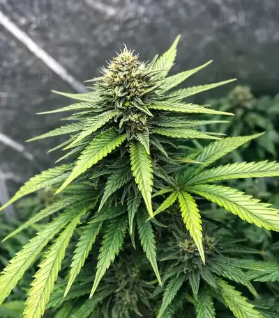 Purple Lemonade Auto Seeds