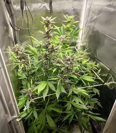 Purple Lemonade Poison Seeds (Seedkeepers)