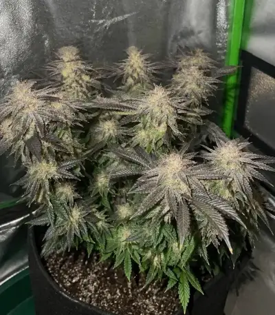 Purple Queen Seeds (Royal Queen Seeds)
