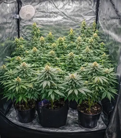 Runtz Seeds