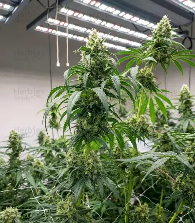 Sativa Dream Seeds