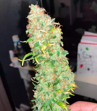 Strawberry Cake Seeds