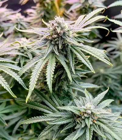 Super Banana Mango (Super Lemon Haze x GMO) Seeds
