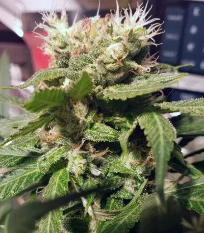 Three Blue Kings feminized seeds