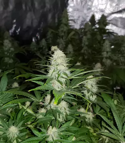 Wombat (BlimBurn Seeds)