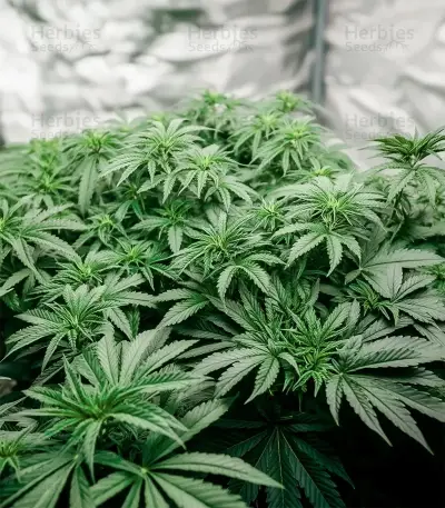 Wonder Pie Seeds