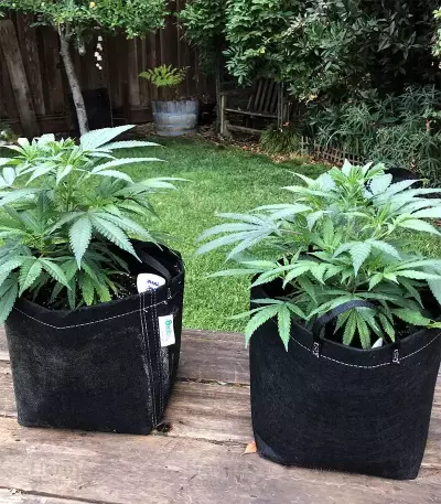 Z feminized seeds (Original Sensible Seeds)