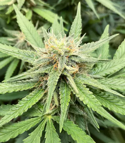 Super Silver Haze (Herbies Seeds)