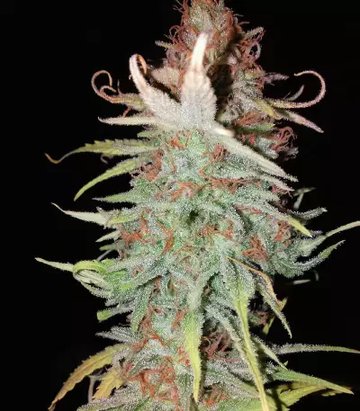 Graines de cannabis THC Bomb Regular (Bomb Seeds)
