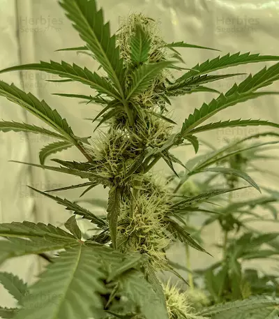Sementes Feminizadas de Watermelon Z Auto (Barney's Farm)