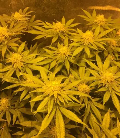 Wedding Cake feminized seeds (Flavour Chasers)