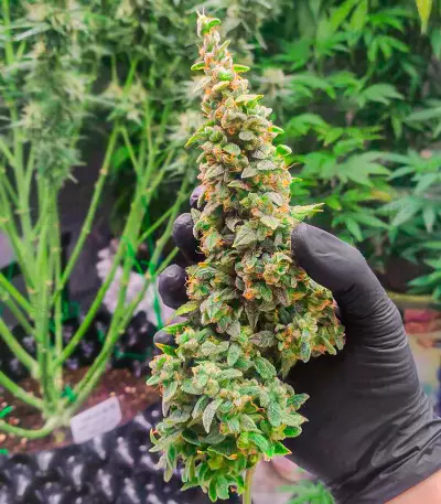 Wedding Cake Autoflower Feminized Seeds (EGS)