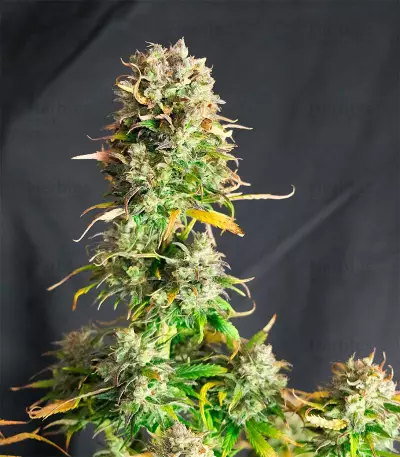 Hindu Kush Auto